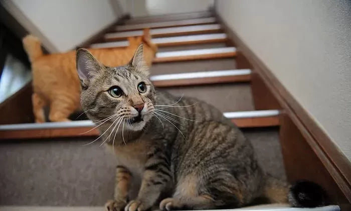 Why Do Cats Open Their Mouth When They Smell