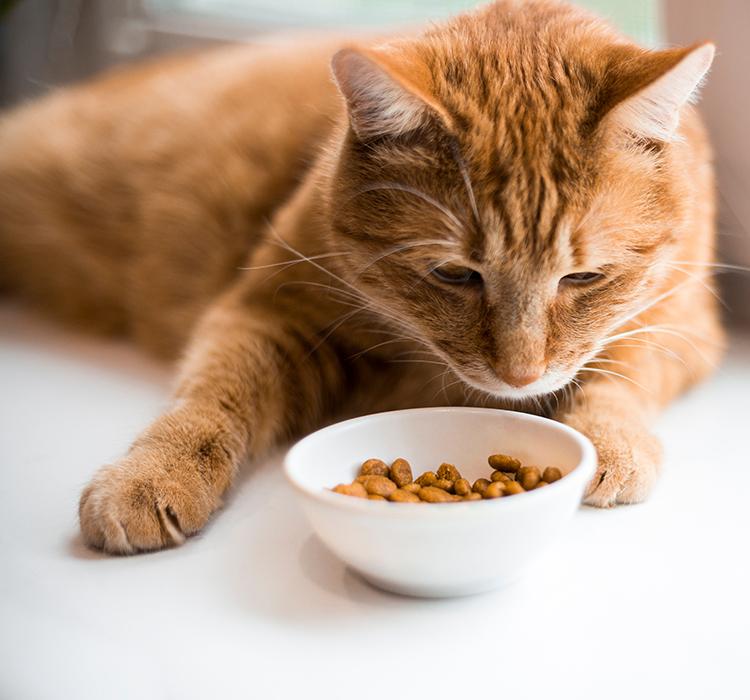 Why Does My Cat Throw up After Eating Dry Food​