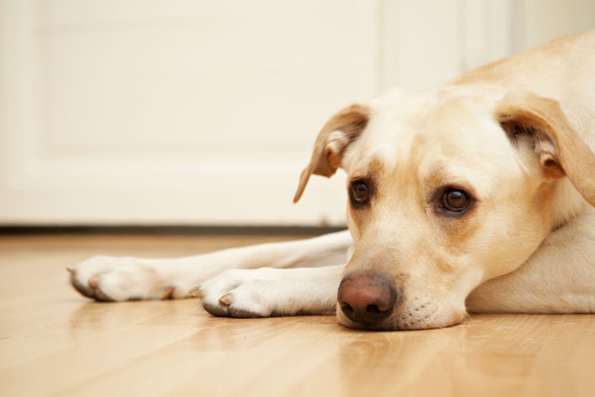 Elevated Phosphorus in Dogs