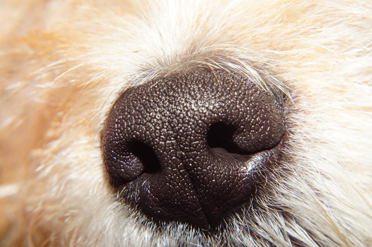 Breathing Problems in Dogs