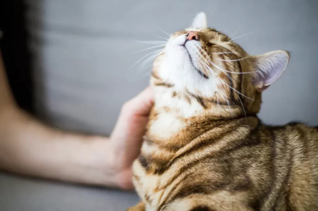 How Do You Know If Your Cat Trusts You