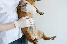 Dogs Stomach Hard