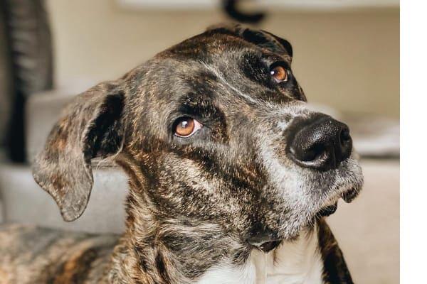 Vestibular Disease in Dogs