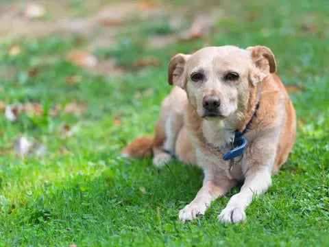 Sundowners in Dogs: Causes, Symptoms, Treatment, and Supplements