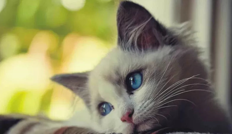 Can Cats Get Seasonal Depression?