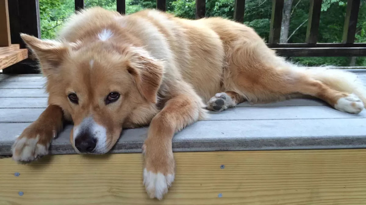 Urethral Prolapse Dog: Cause, Symtoms and Treatment