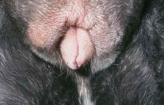 Canine Vaginal Prolapse