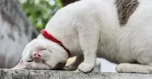 Can Cats Get Migraines