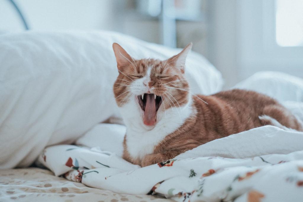 Feline Saliva Mucocele: What Should We Know