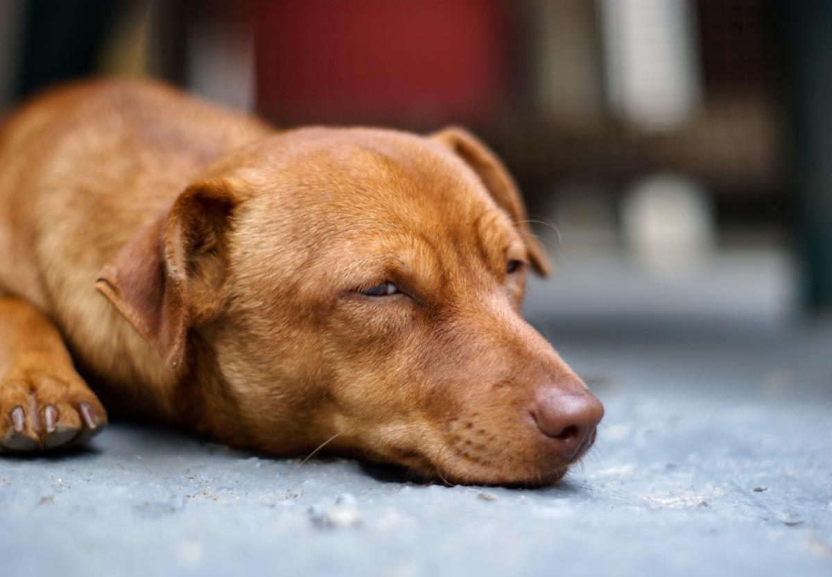 Do Dogs Sleep with Their Eyes Open