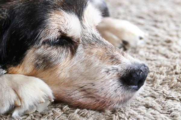 Hyperkeratosis in Dogs: Causes, Symptoms, and Treatment