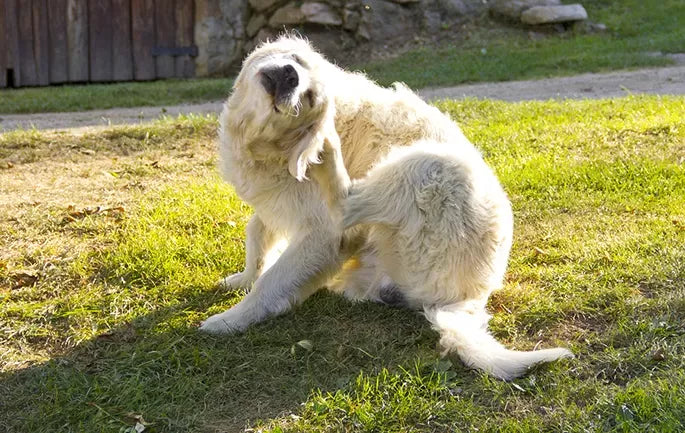 Understanding and Addressing Dog Scratching Ear