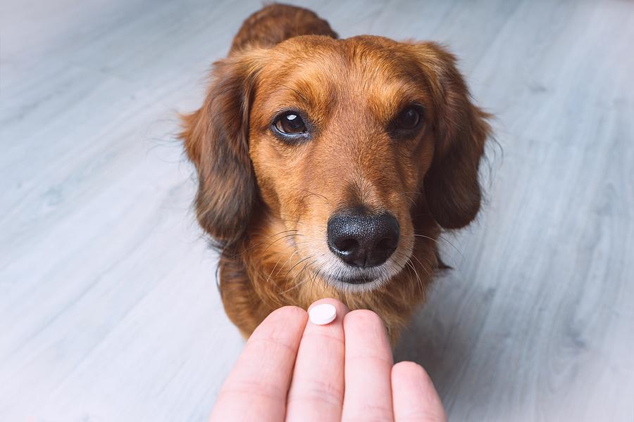 Cerenia For Dogs