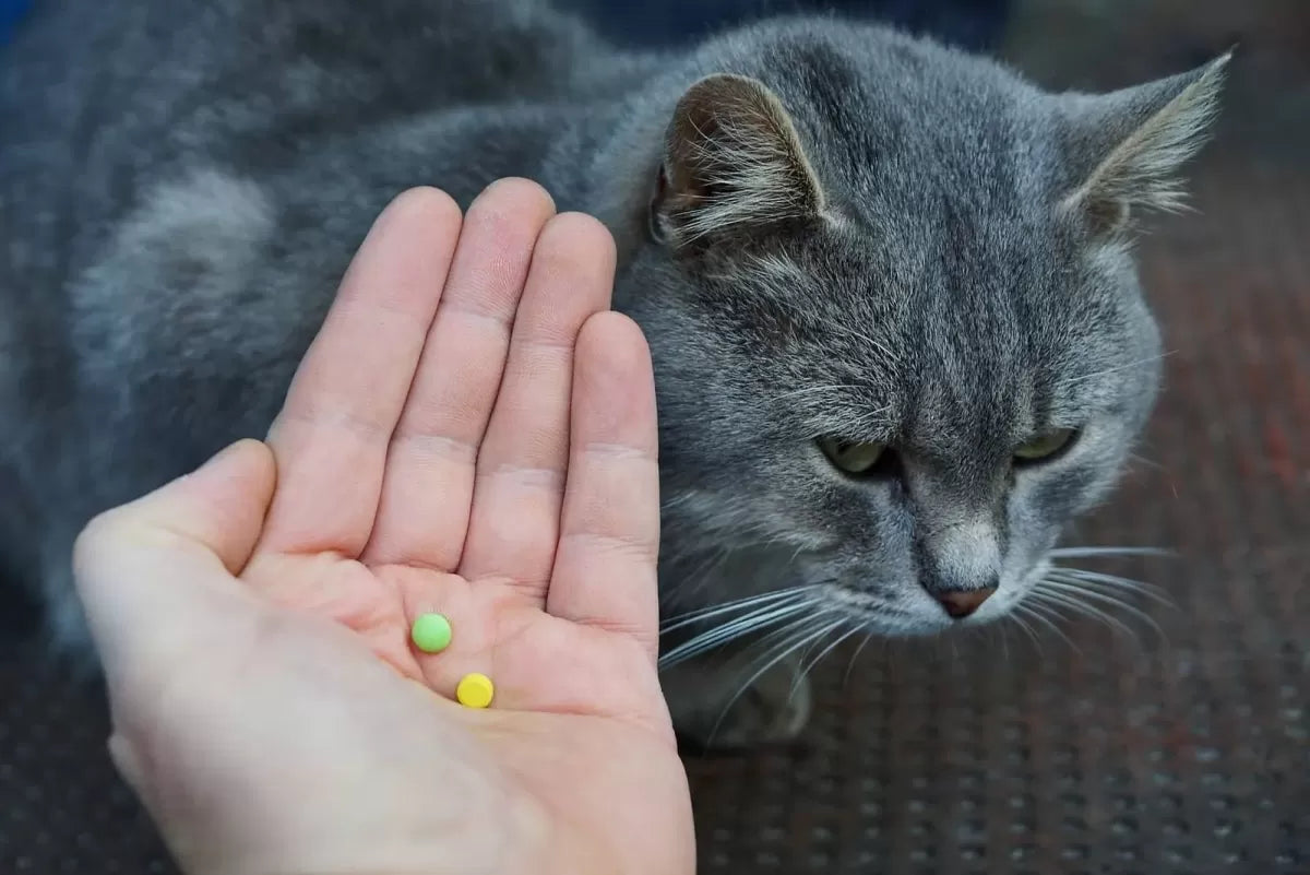 Navigating Amoxicillin Dosage for Cats: A Comprehensive Guide