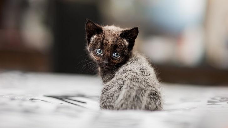 Fever Coat Cat: Should I Be Worried
