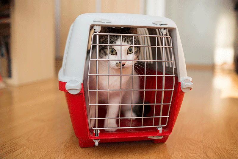 Should I Travel with My Anxious Cat​