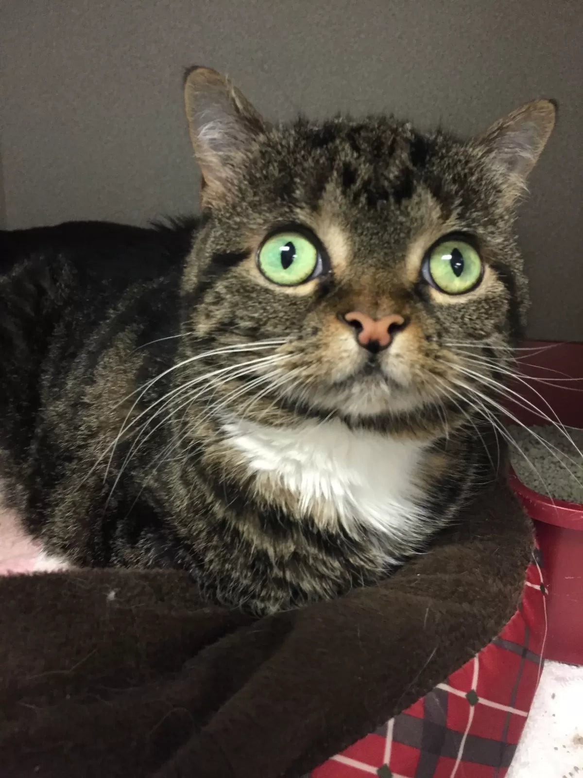 Hydrocephalus in Cats