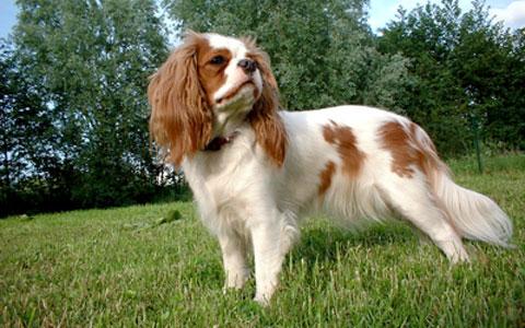 Exocrine Pancreatic Insufficiency in Dogs