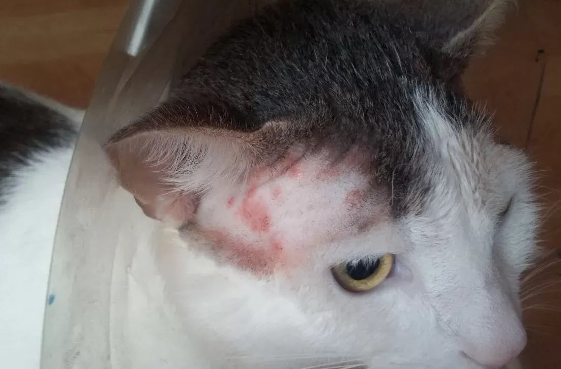 Ringworm in Cats