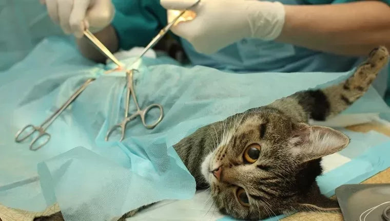 What Does A Neutered Cat Look Like