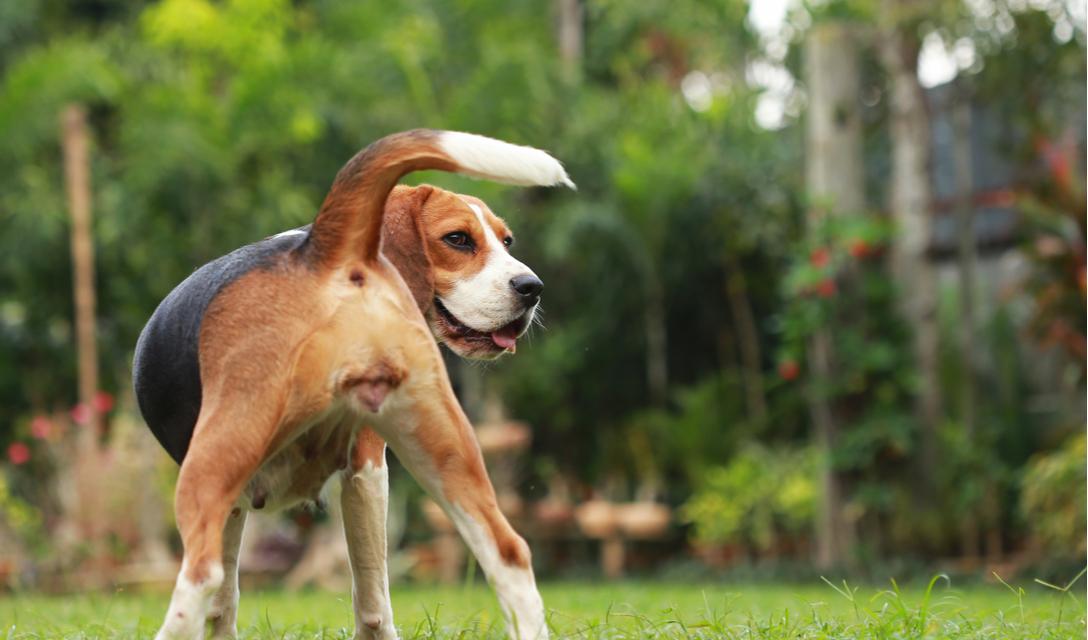 Canine Vaginal Bleeding
