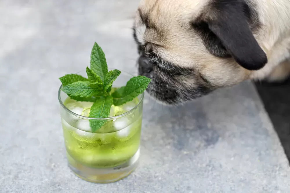 Can Dogs Eat Mint