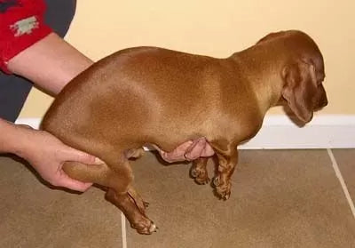 Dog Arching Back: Causes and Solutions