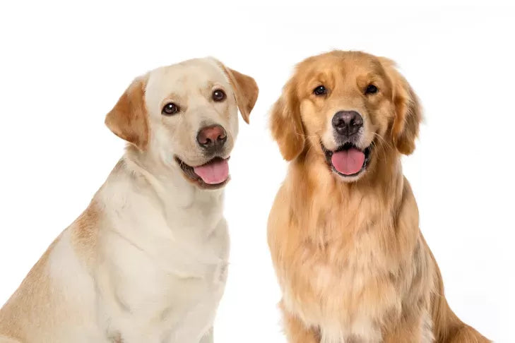 Health Problems in Golden Retrievers