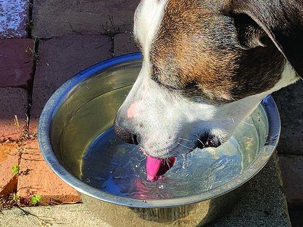 Excessive Thirst in Dogs: When to Be Concerned
