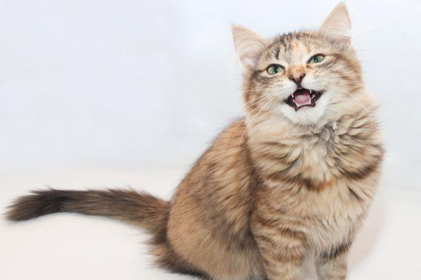 Cat Trilling: Why They Do It