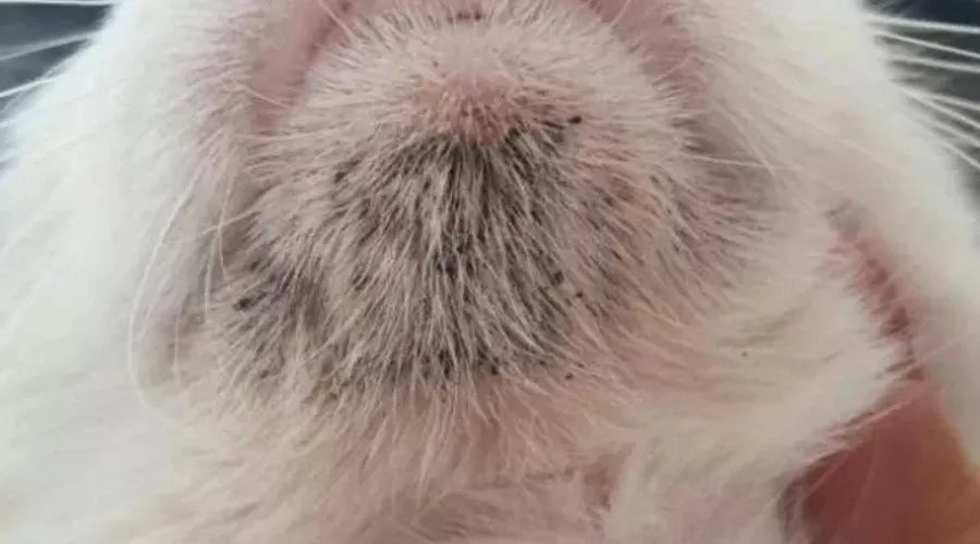 Treating Cat Chin Acne