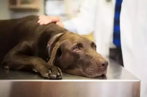 Dog Bleeding from Butt