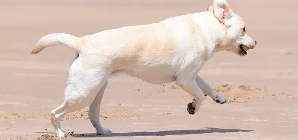 Dog ACL Tear vs. Sprain: Understanding the Key Differences