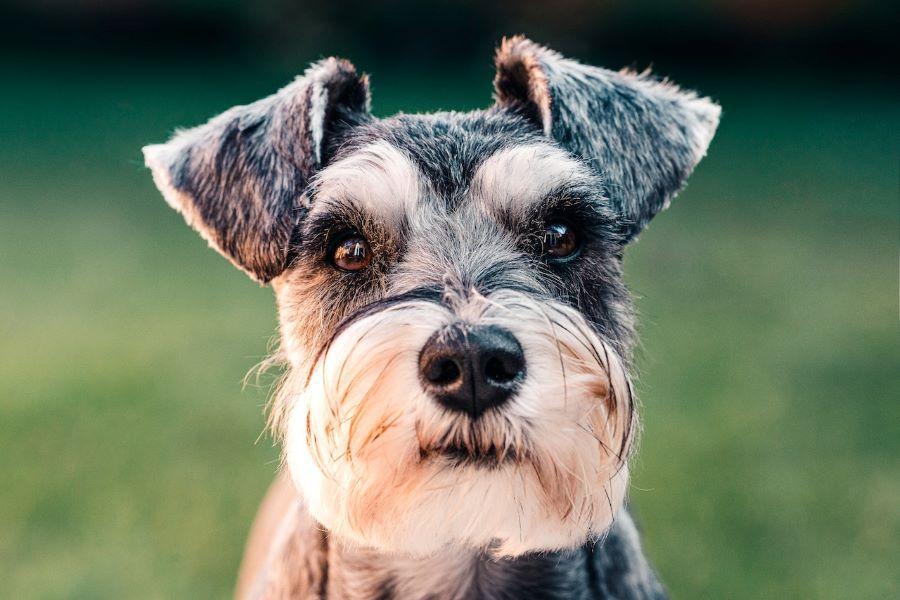 Do Dogs Have Gallbladders