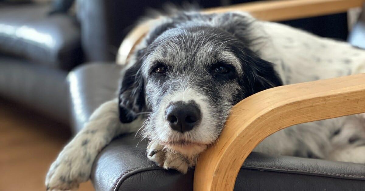 Can A Dog Get Dementia​