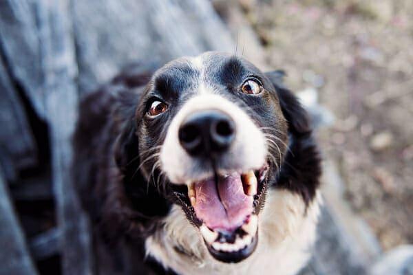 My Dogs Teeth Never Grew In