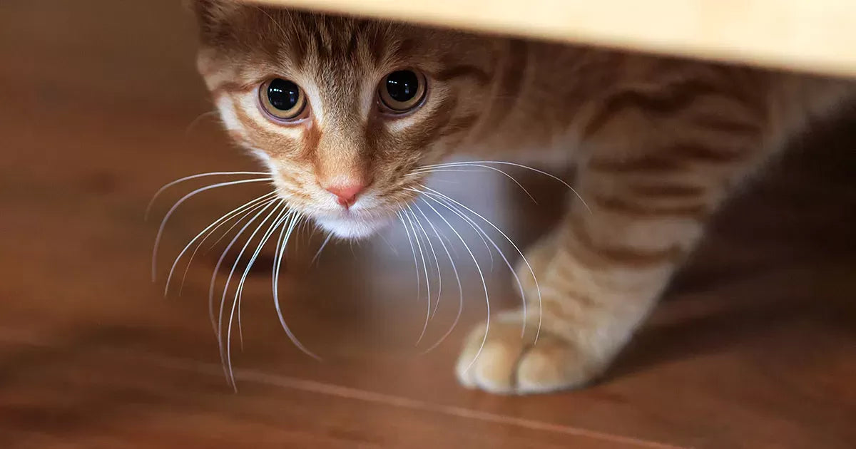 Male Cat Peeing Blood But Acting Normal