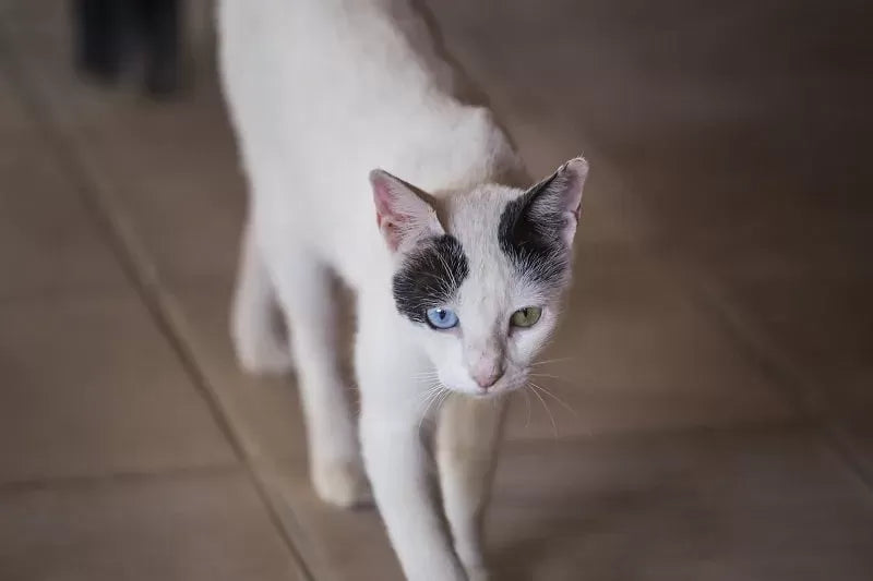 My Cat is So Skinny I Can Feel Her Bones: Understanding Feline Weight Issues