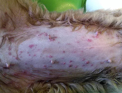 Impetigo in Dogs: Causes, Symptoms, and Treatment