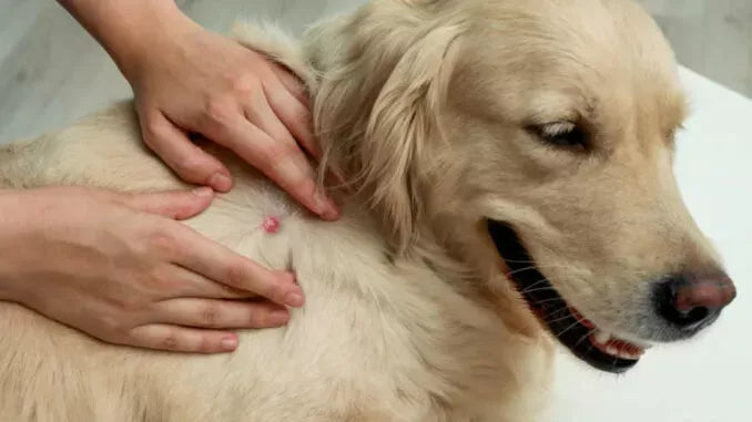 Cefadroxil for Cats and Dogs