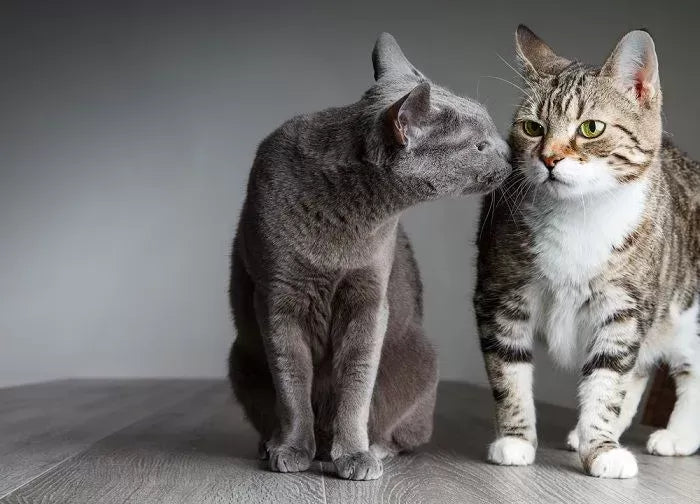 Warning Signs When Introducing Cats