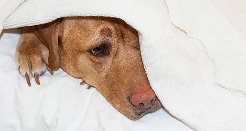 Gastritis in Dogs
