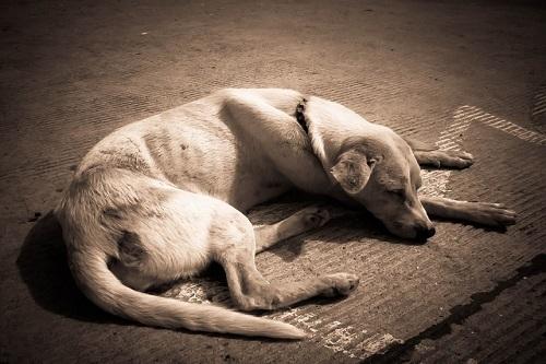 Canine Malabsorption Syndrome​