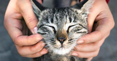 Cat Dust Mite Allergies: The Hidden Cause of Itchy Skin