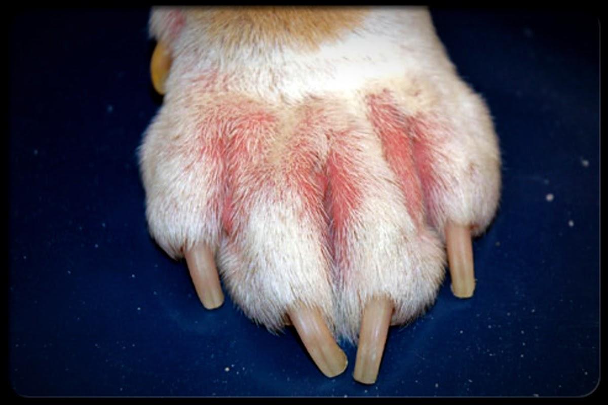 Dog Feet Yeast Infection