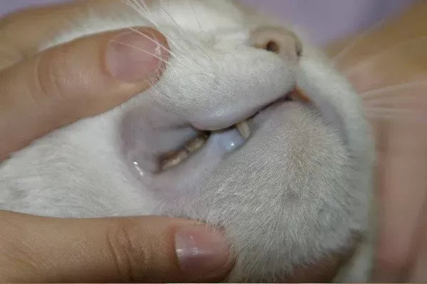 Understanding Pale Gums in Cats: Causes and Concerns