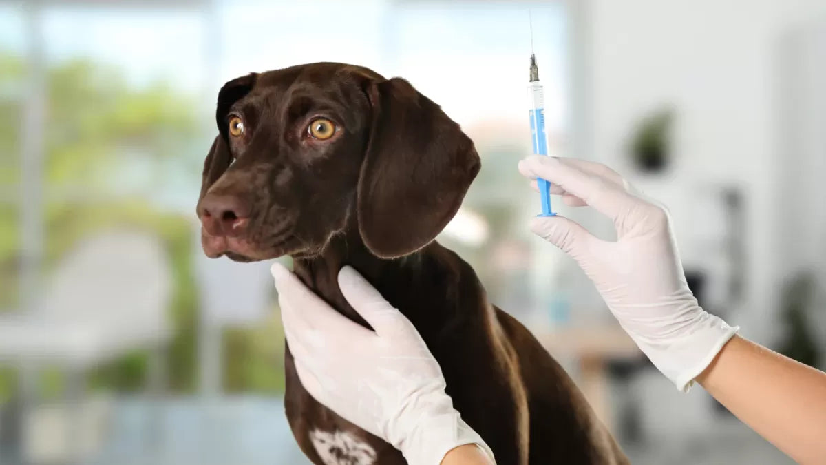 Undertstanding Adequan Injections for Dogs​