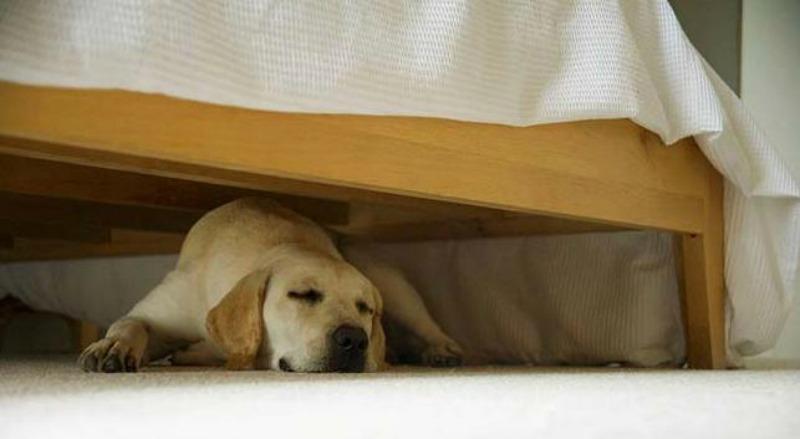Why Does My Dog Sleep Under My Bed​