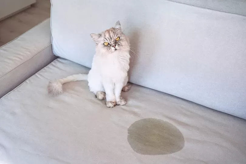 How To Get Cat Pee Out Of Couch