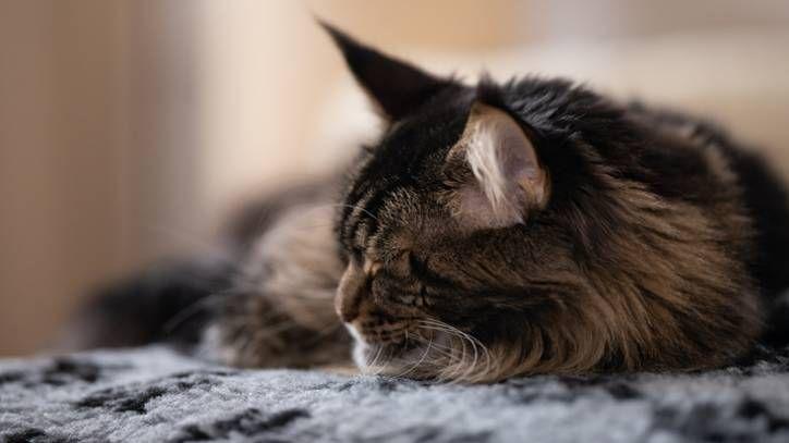 Cat Brain Tumor When to Euthanize​